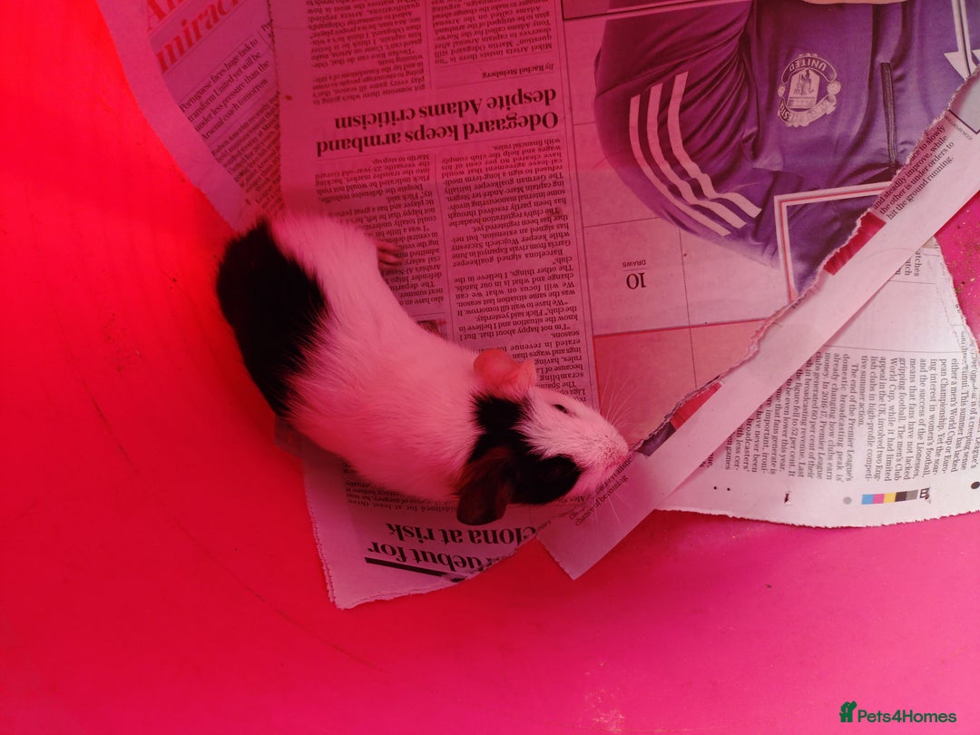 Guinea Pig rodents for sale: Baby females and two adult female  - Image 6