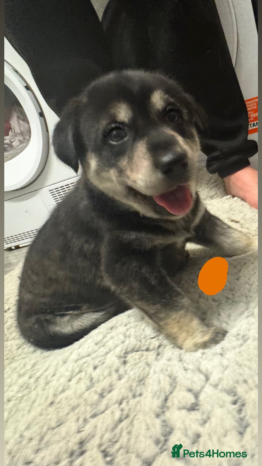 Mixed Breed dogs for sale: Beautiful huskadors - Advert 2