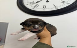 Mixed Breed dogs for sale: Weimaraner / German Shepherd puppies - Advert 2