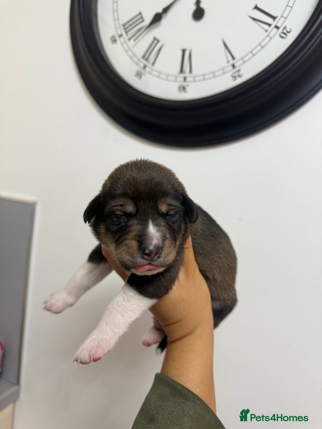 Mixed Breed dogs for sale: Weimaraner / German Shepherd puppies - Advert 2