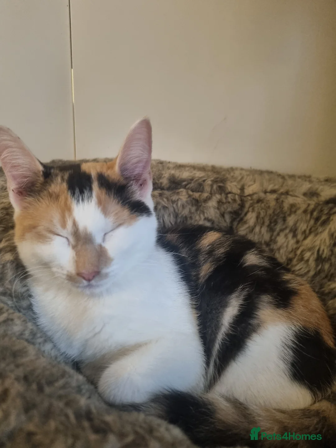 Maine Coon cats for sale: 3 adorable Maine coon girls  - Advert 2