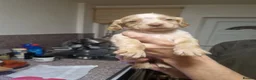 Cocker Spaniel dogs for sale: Cocker spaniels for sale - Advert 6
