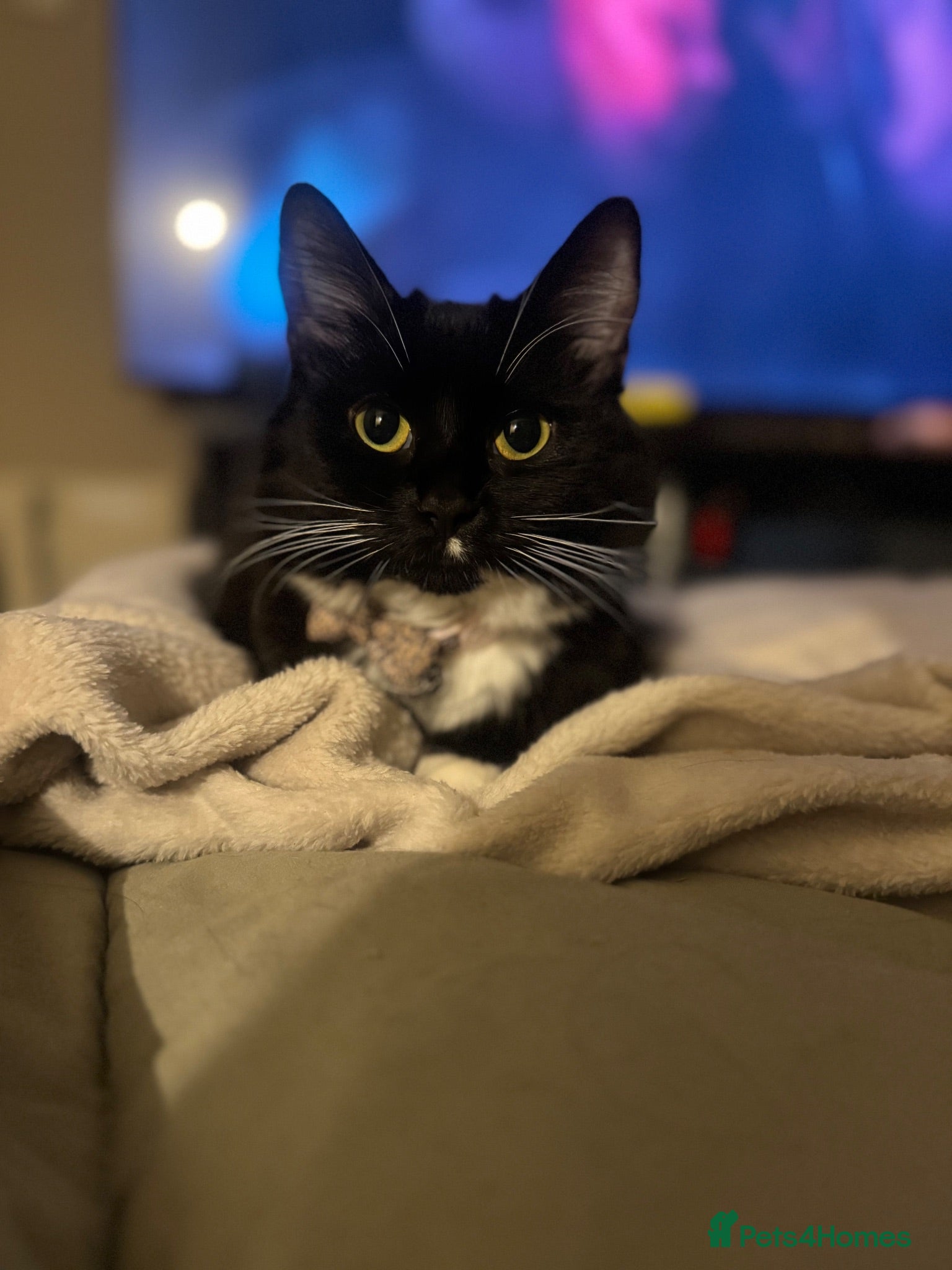 Mixed Breed cats Tuxedo cat for rehoming - Advert 5