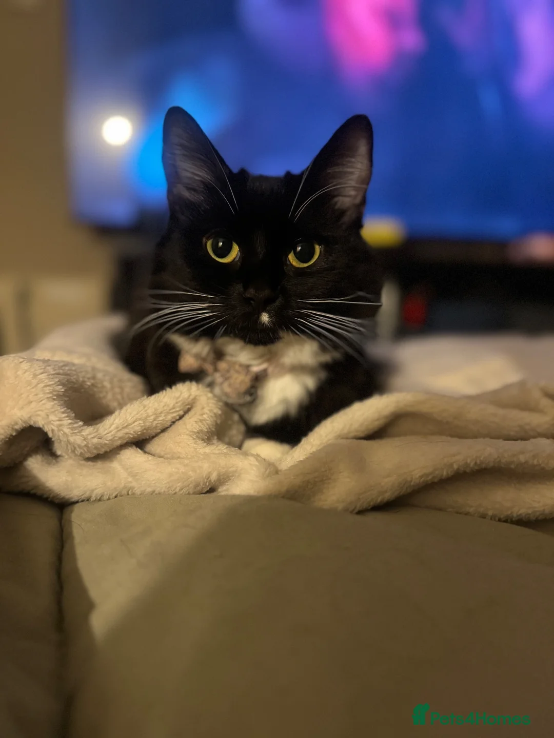 Mixed Breed cats for sale: Tuxedo cat for rehoming in Bishop's Stortford - Advert 1