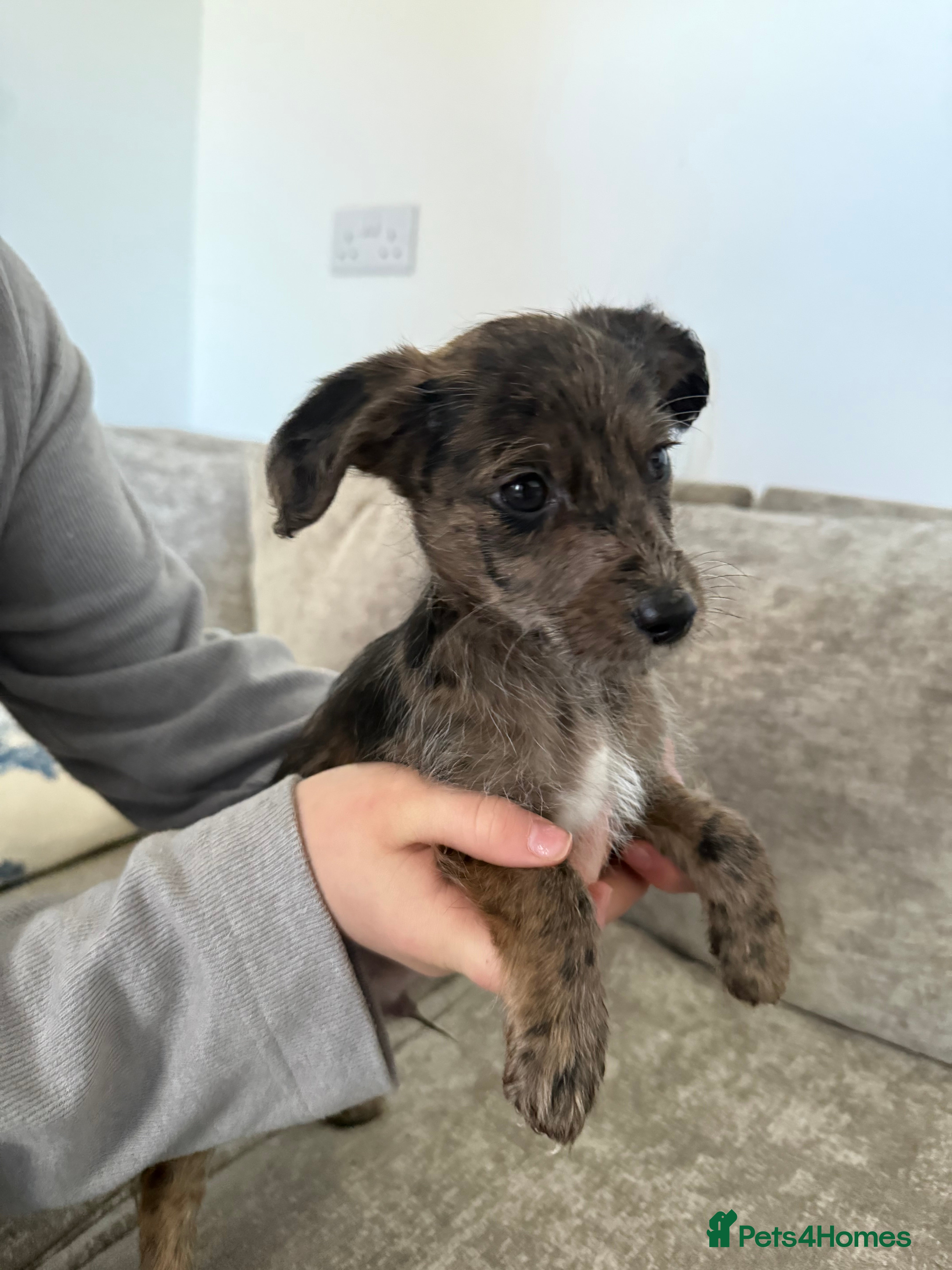 Mixed Breed dogs Mixed breed male 5 months old  in Tonbridge - Advert 4