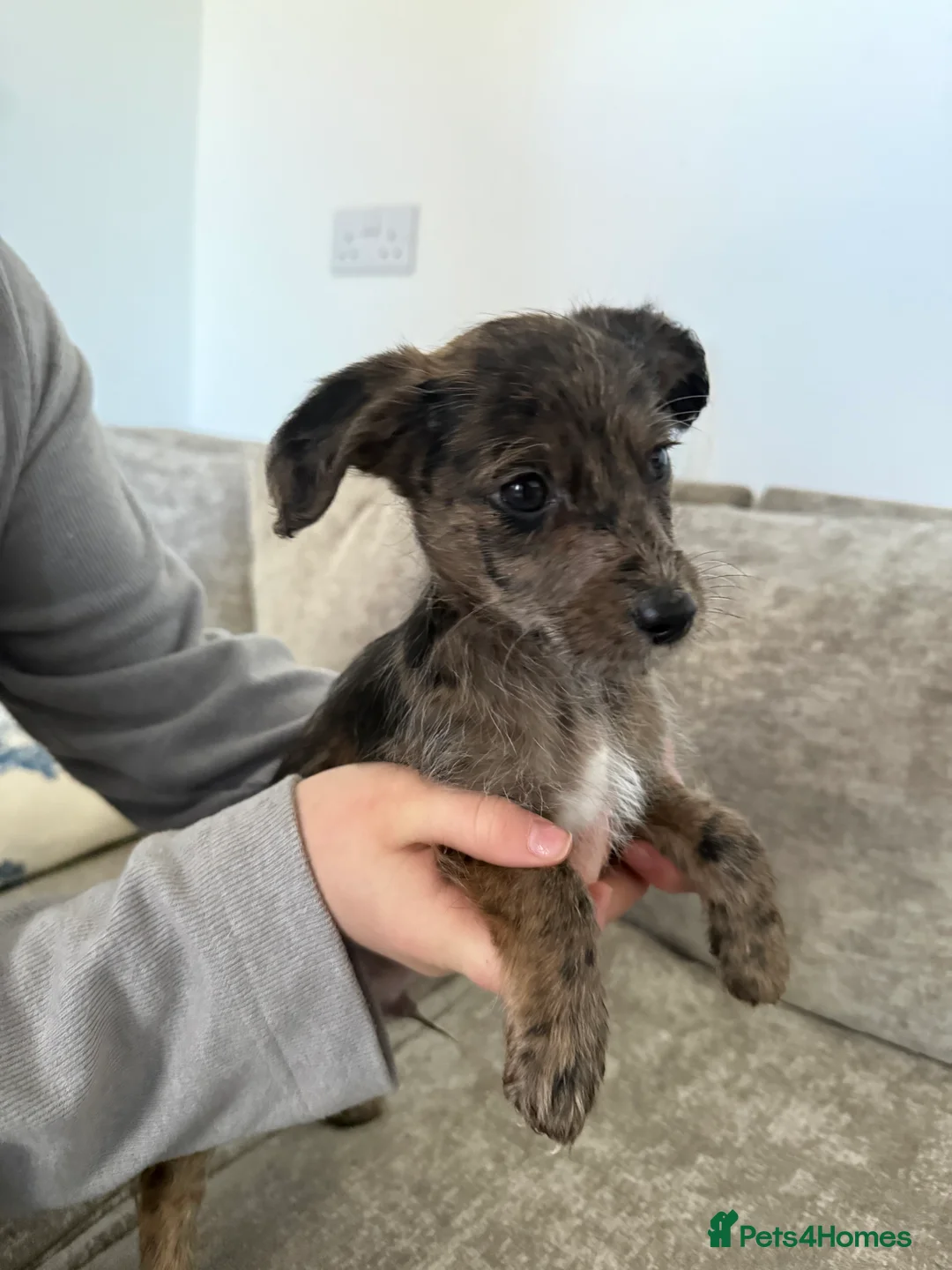 Mixed Breed dogs for sale: Mixed breed male 5 months old  in Tonbridge - Advert 1
