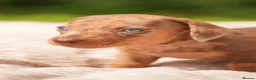 Dachshund dogs for sale: Rare Standard Wire Haired Dapple Dachshunds  in Leicester - Advert 15