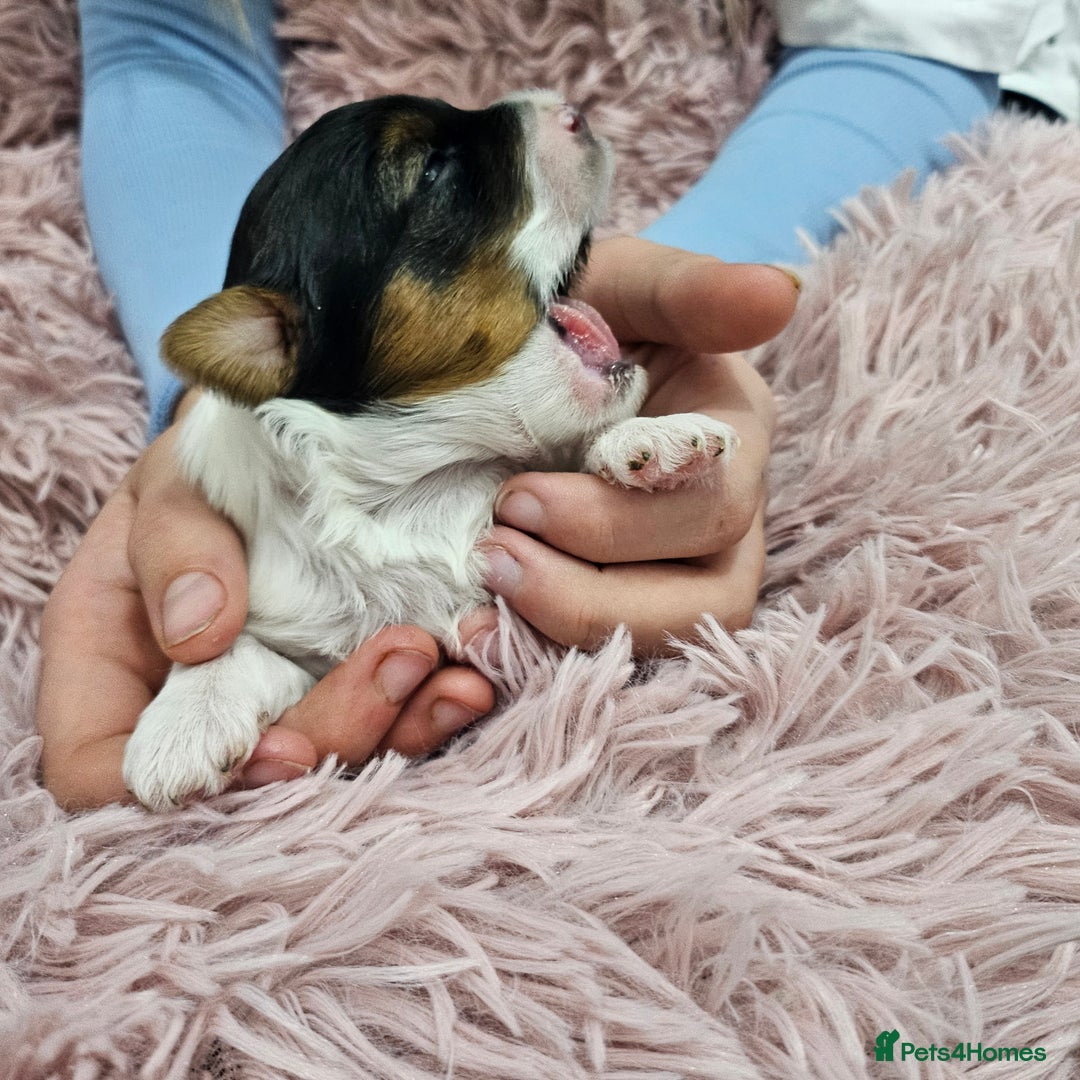 Yorkshire Terrier dogs for sale: Two beautiful Yorkshire Terrier (Biewer) puppies - Advert 11