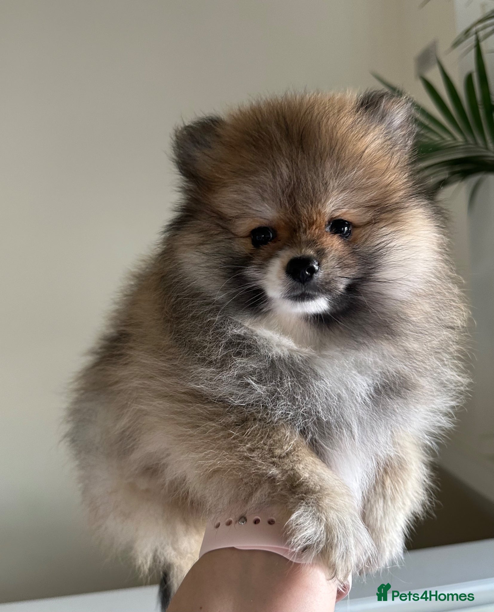 Pomeranian dogs Pomeranian puppies - available now - Advert 11