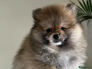 Pomeranian dogs Pomeranian puppies - available now - Advert 11