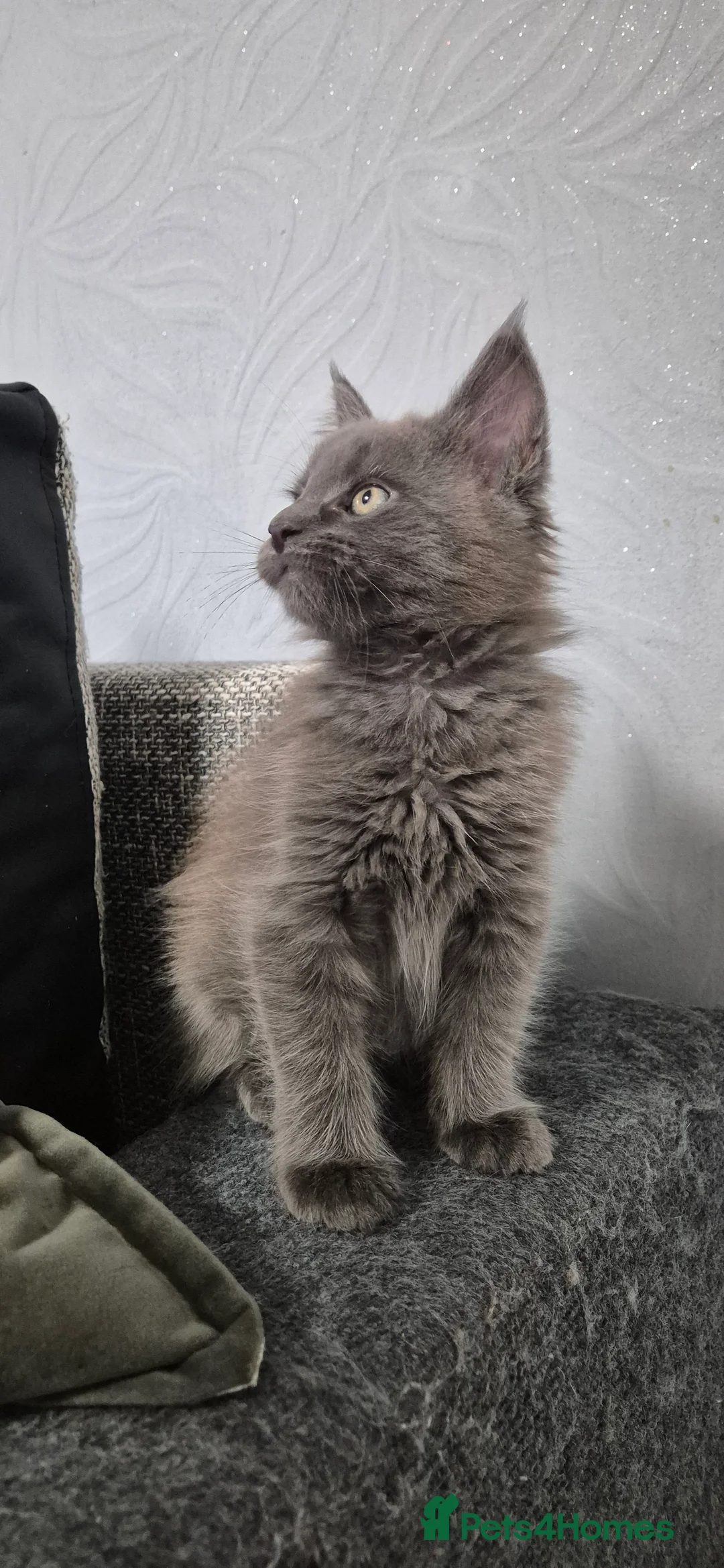 Maine Coon cats for sale: Maine Coon kittens  - Advert 12