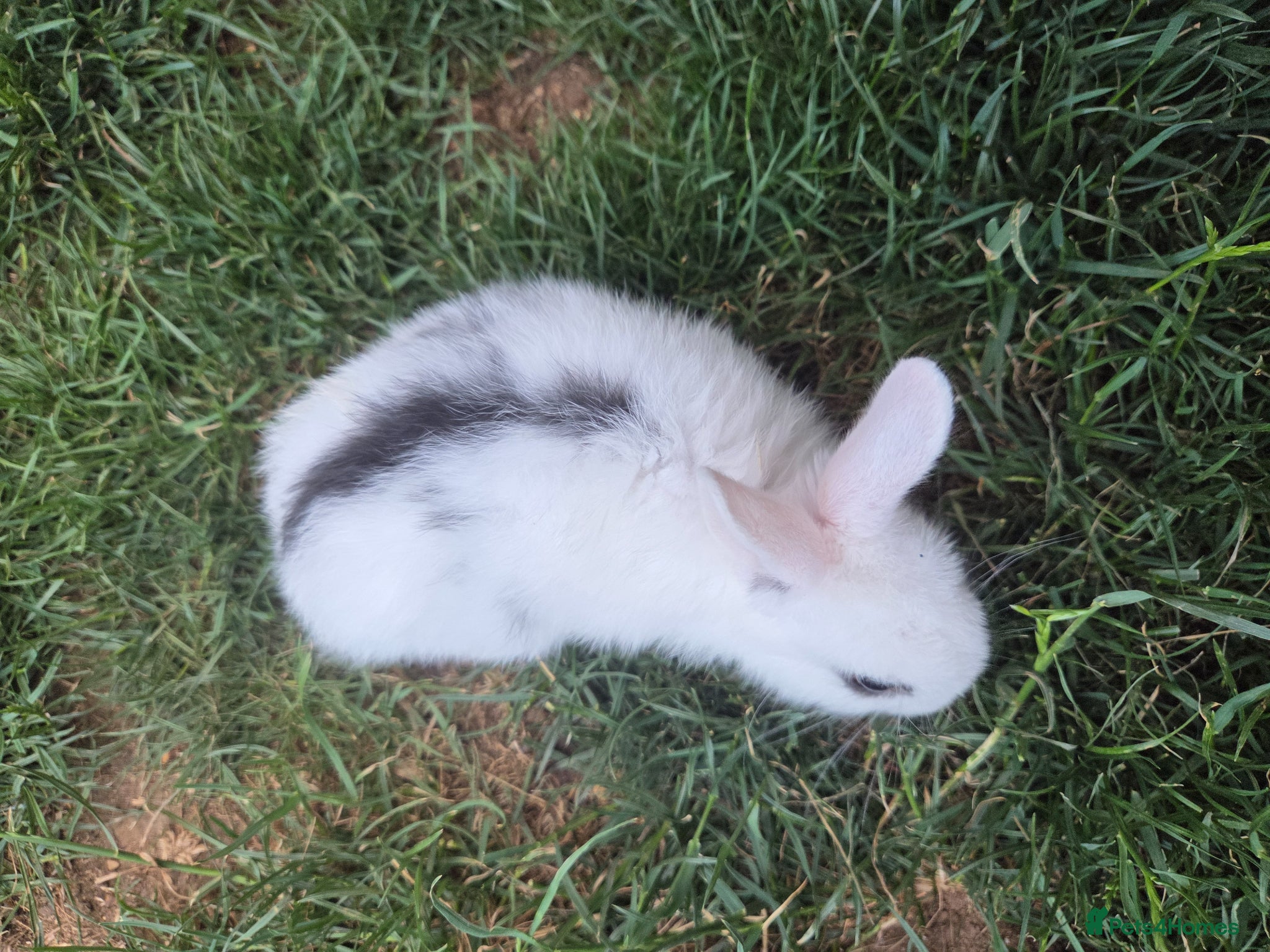 Mixed Breed rabbits for sale: 2 male rabbits for sale in Wellingborough - Advert 4