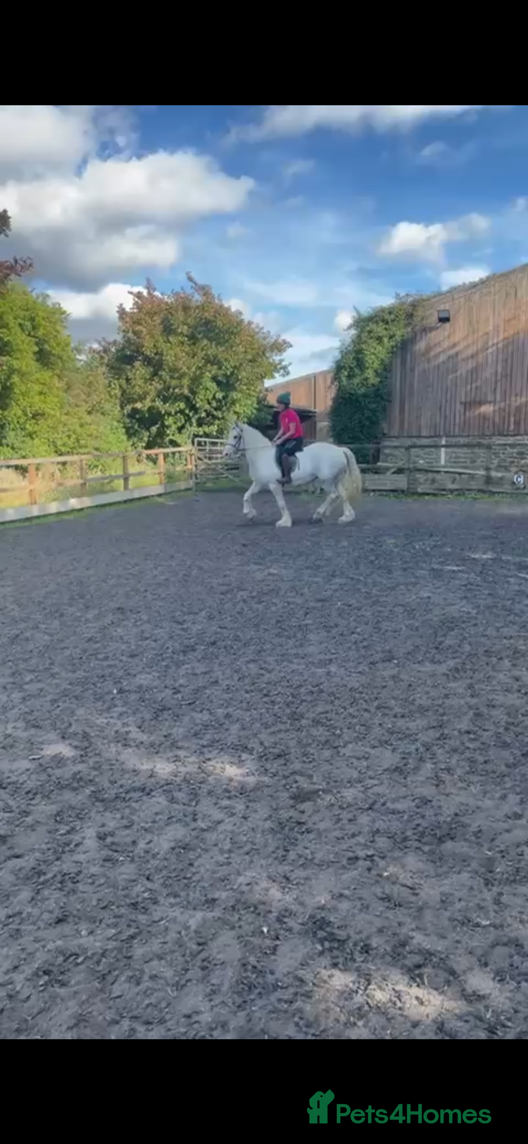 Irish Cob horses for sale: Best in blue 💙 - Image 2