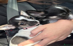 Chihuahua dogs for sale: Ready to leave female chihuahua BOTH vaccines done - Image 17