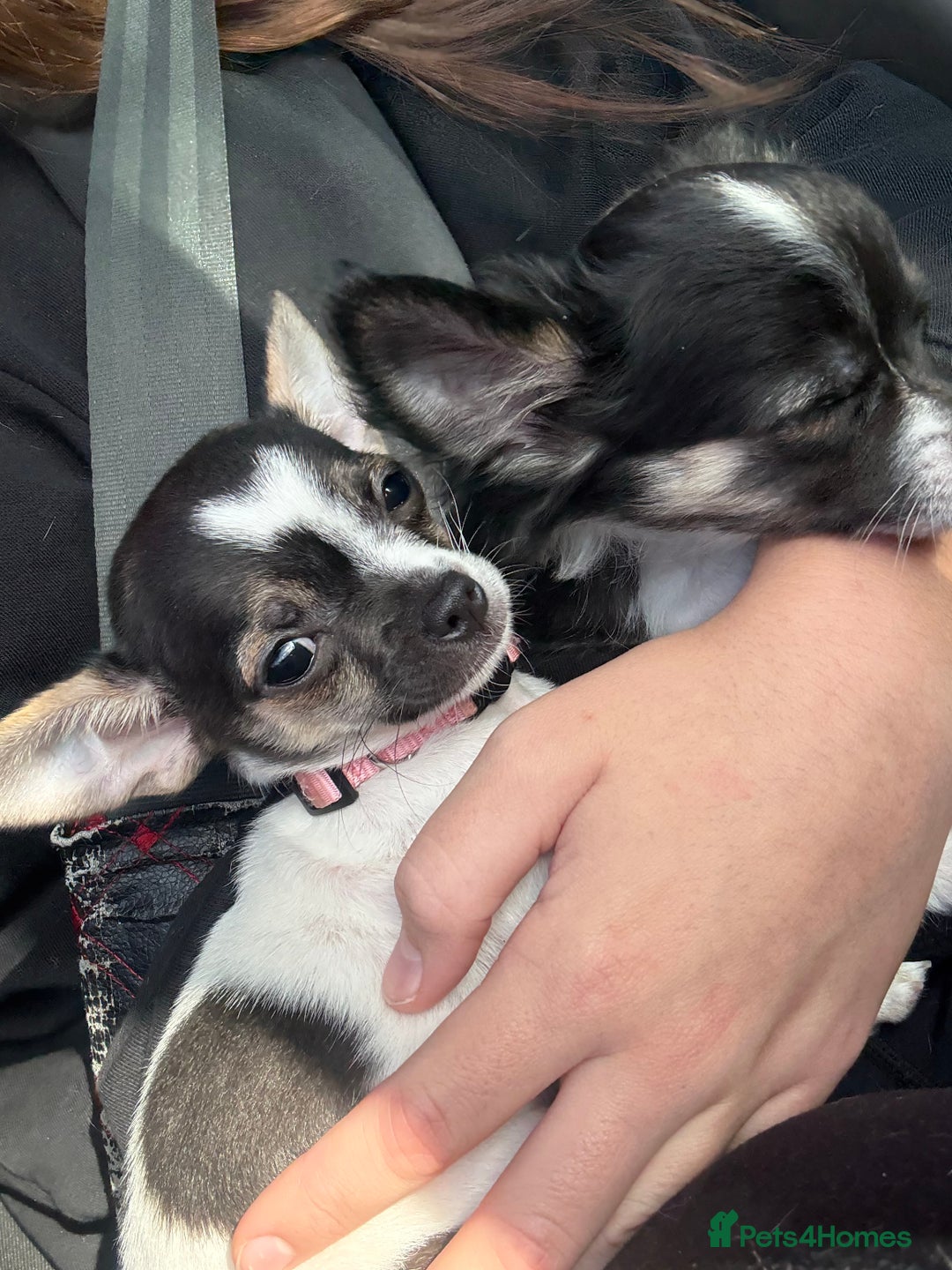 Chihuahua dogs for sale: Ready to leave female chihuahua BOTH vaccines done - Image 17