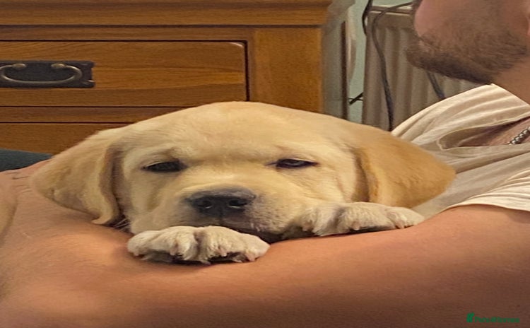 Labrador Retriever dogs - Advert 3
