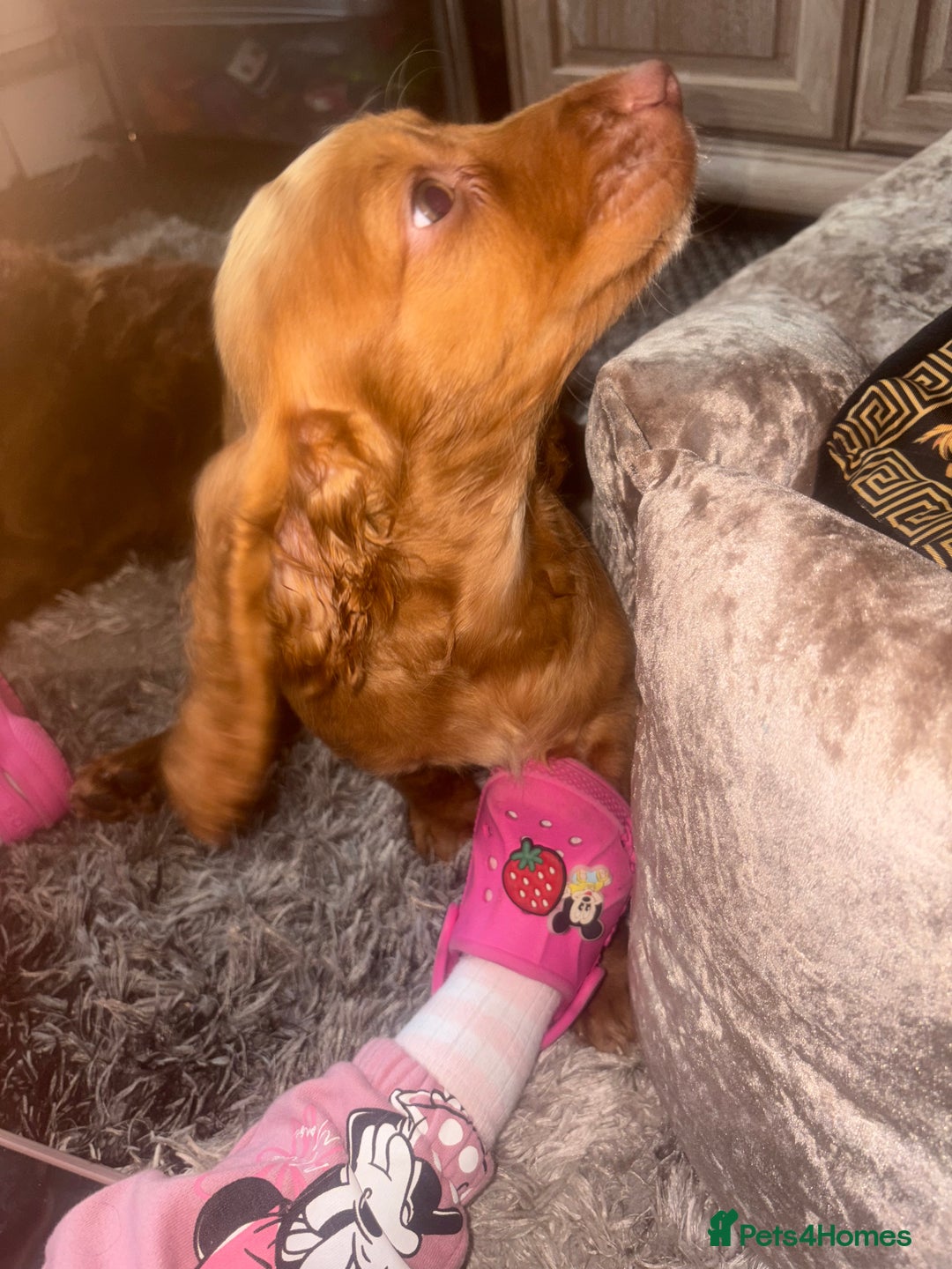 Cockapoo dogs for sale: 8 gorgeous little cockapoo puppies for sale - Image 22