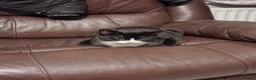 Mixed Breed cats for sale: Kittens  - Advert 2