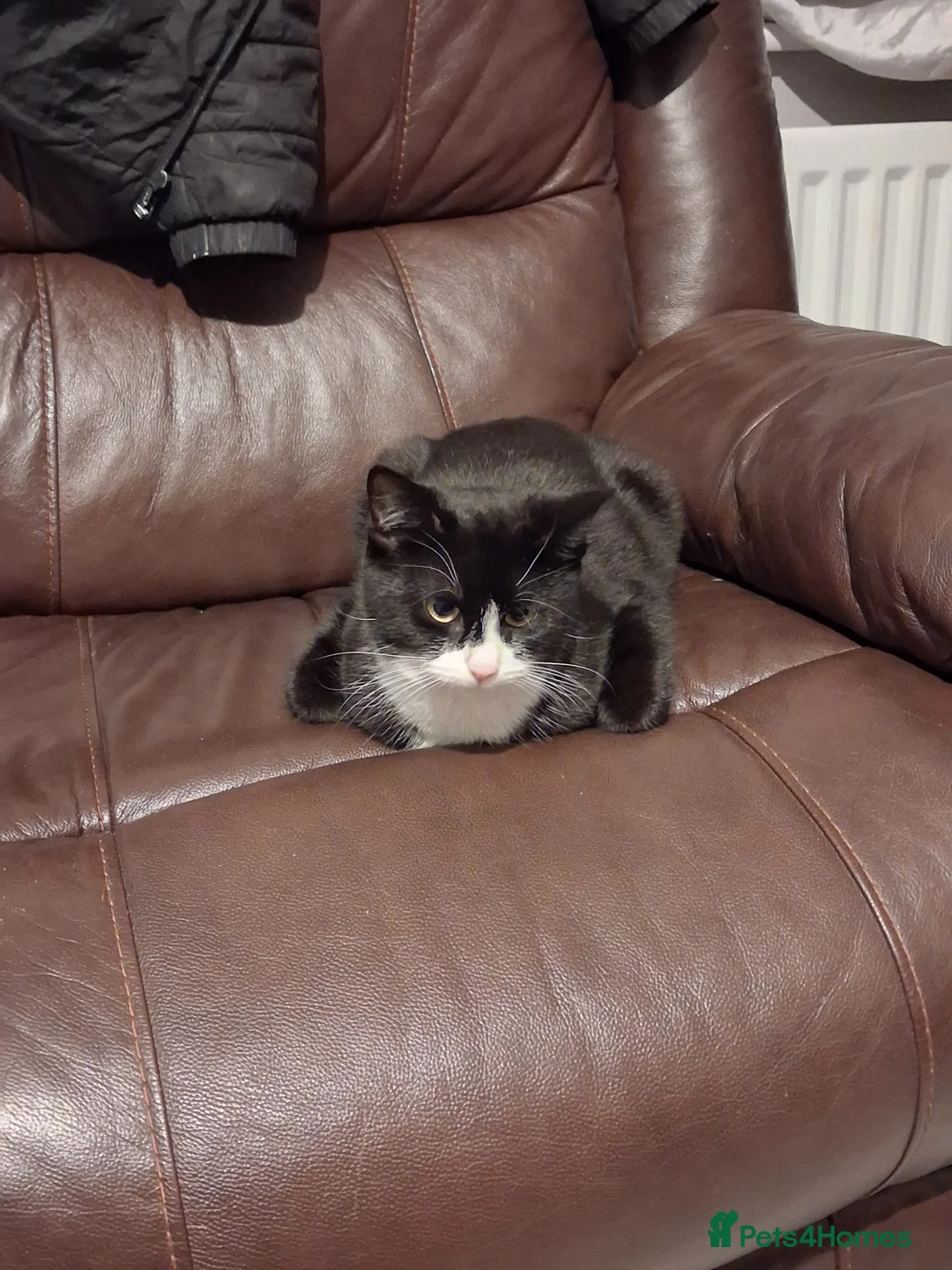 Mixed Breed cats for sale: Kittens  - Advert 2