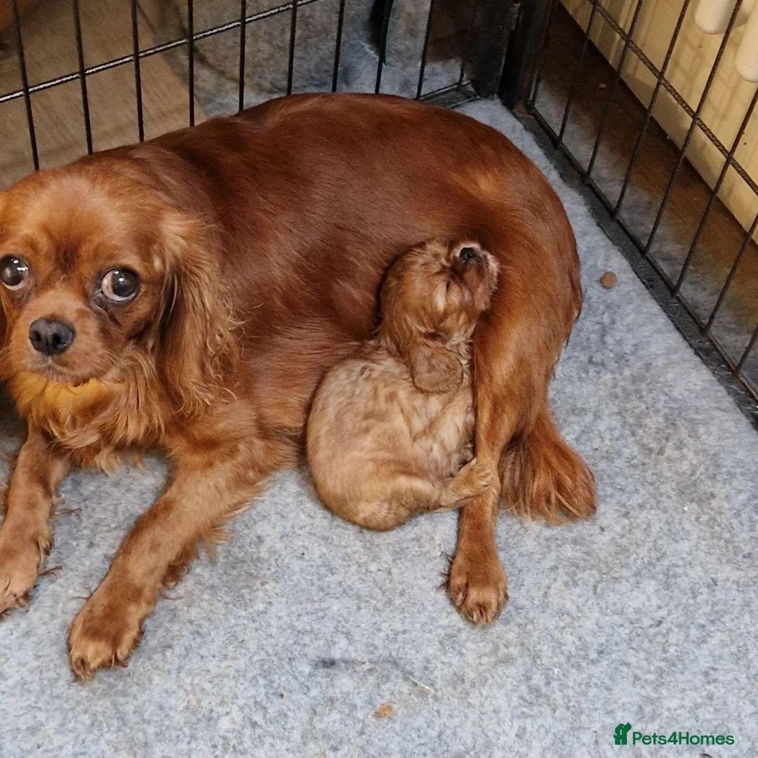 Cavalier King Charles Spaniel dogs for sale: Stunning Boy available  - Advert 2