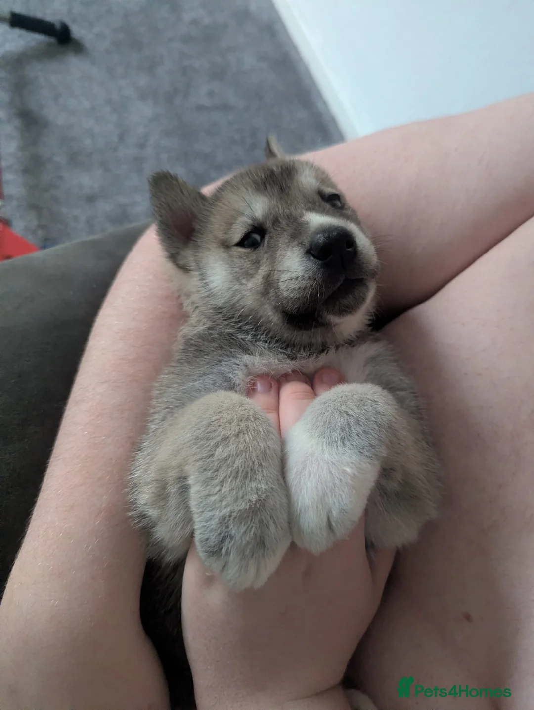 Huskita dogs for sale: Huskita male pup  - Advert 1
