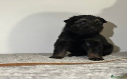 Mixed Breed dogs for sale: German shepherd pups  - Image 3