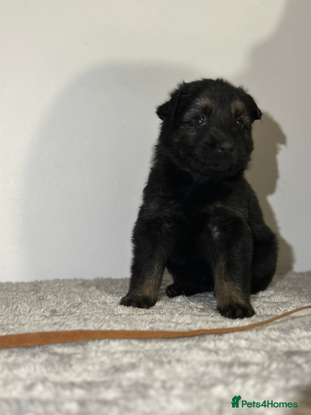 Mixed Breed dogs for sale: German shepherd pups  - Image 3