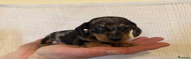 Miniature Dachshund Puppy 3
