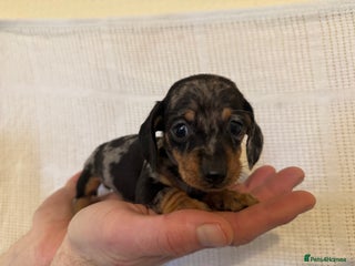 Miniature Dachshund dogs KC registered miniature dachshunds - Advert 1