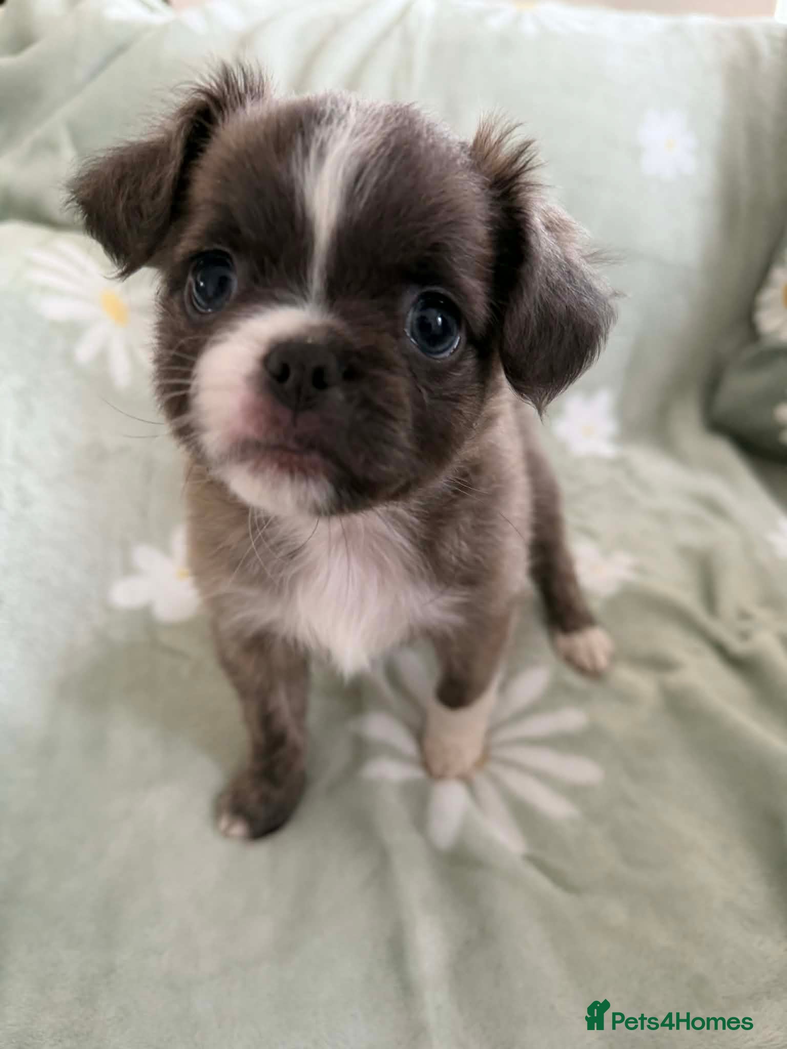 Chihuahua dogs Applehead chihuahua puppys  - Advert 5