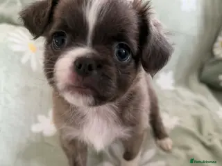 Chihuahua dogs Applehead chihuahua puppys - Advert 5