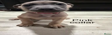 Puppy 2 (pink collar)