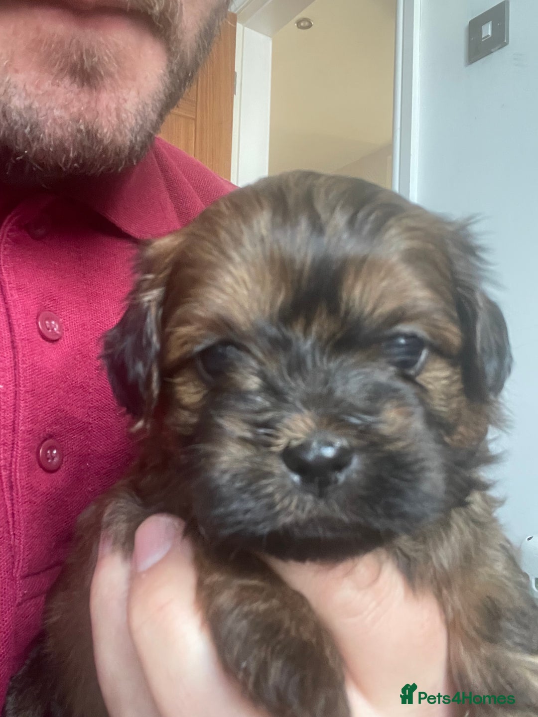 Mixed Breed dogs for sale: Shihpoo  - Image 2