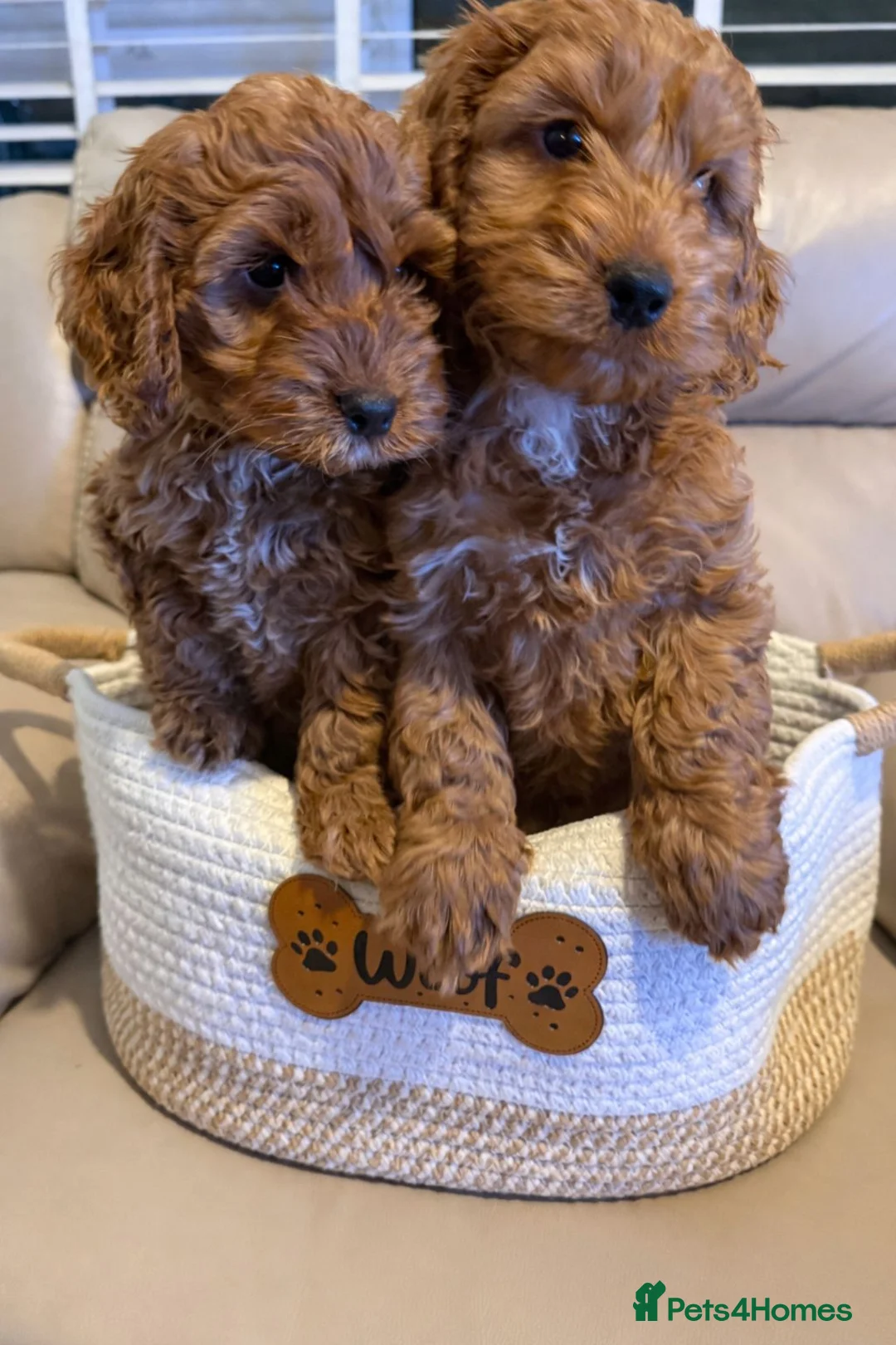 Cockapoo dogs for sale: Ready Now Stunning Fox Red Cockapoo  - Advert 2