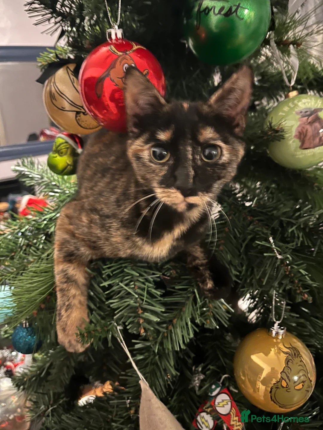 Domestic Shorthair cats for sale: Beautiful ginger kittens for sale  - Advert 2