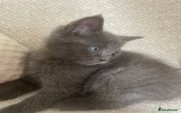 Ragdoll cats for sale: Cuddly & Sweet Ragdolls - Image 3