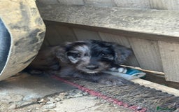 Sproodle dogs for sale: F1 Sproodle Puppies  - Image 20