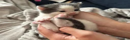 Mixed Breed cats for sale: Grey and white kitten - Advert 3