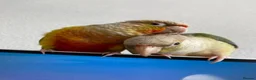 Conures birds for sale: Two conures looking for a loving home  - Advert 3