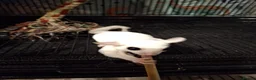 Sugar Glider rodents for sale: Breeding pair of Sugar Gliders  in Thirsk - Advert 2