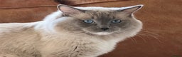 Ragdoll cats for stud: GCCF & TICA registered stud, champion bloodline    in London - Advert 14