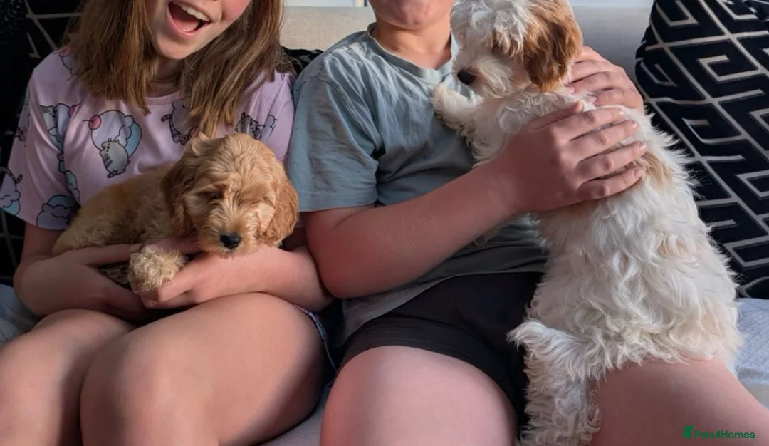 Miniature Poodle dogs for stud: Chocolate Phantom Merle Mini Poodle Stud in Ringwood - Advert 21