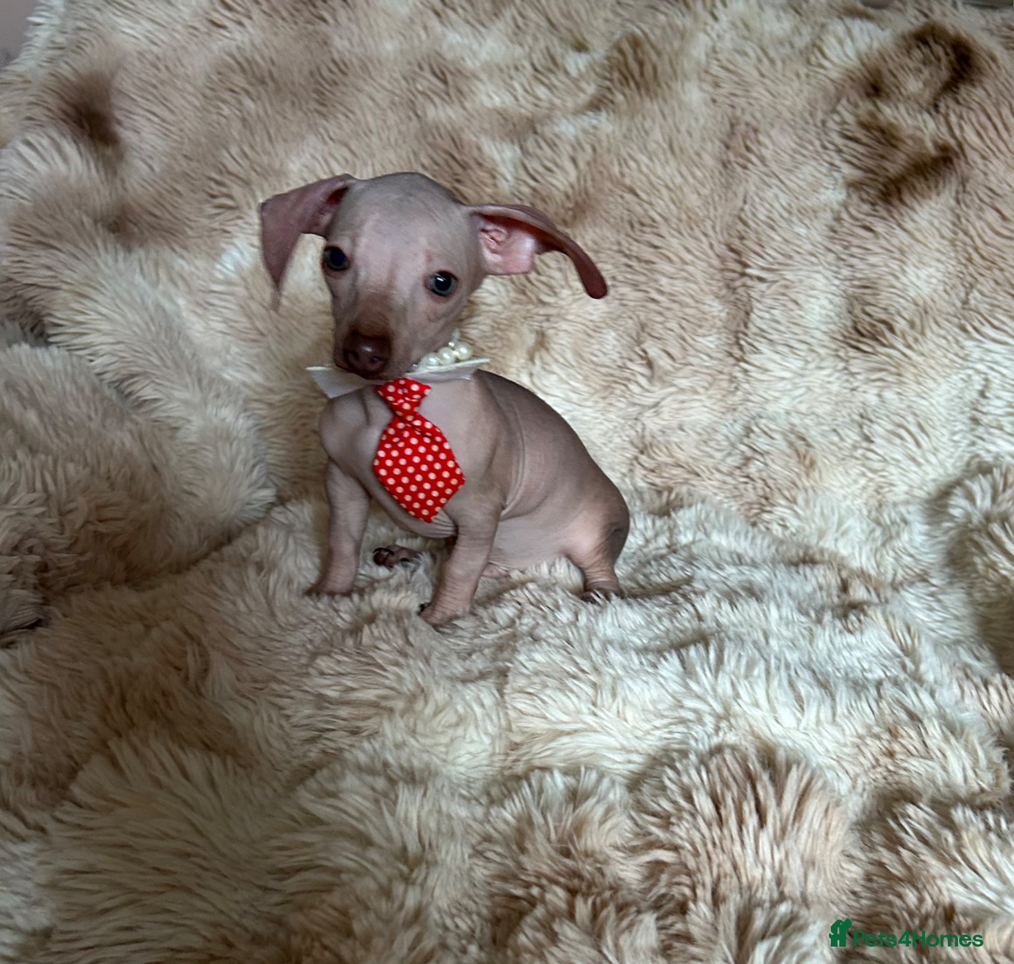 Mixed Breed dogs Hairless chihuahua cross daxi boys - Advert 1