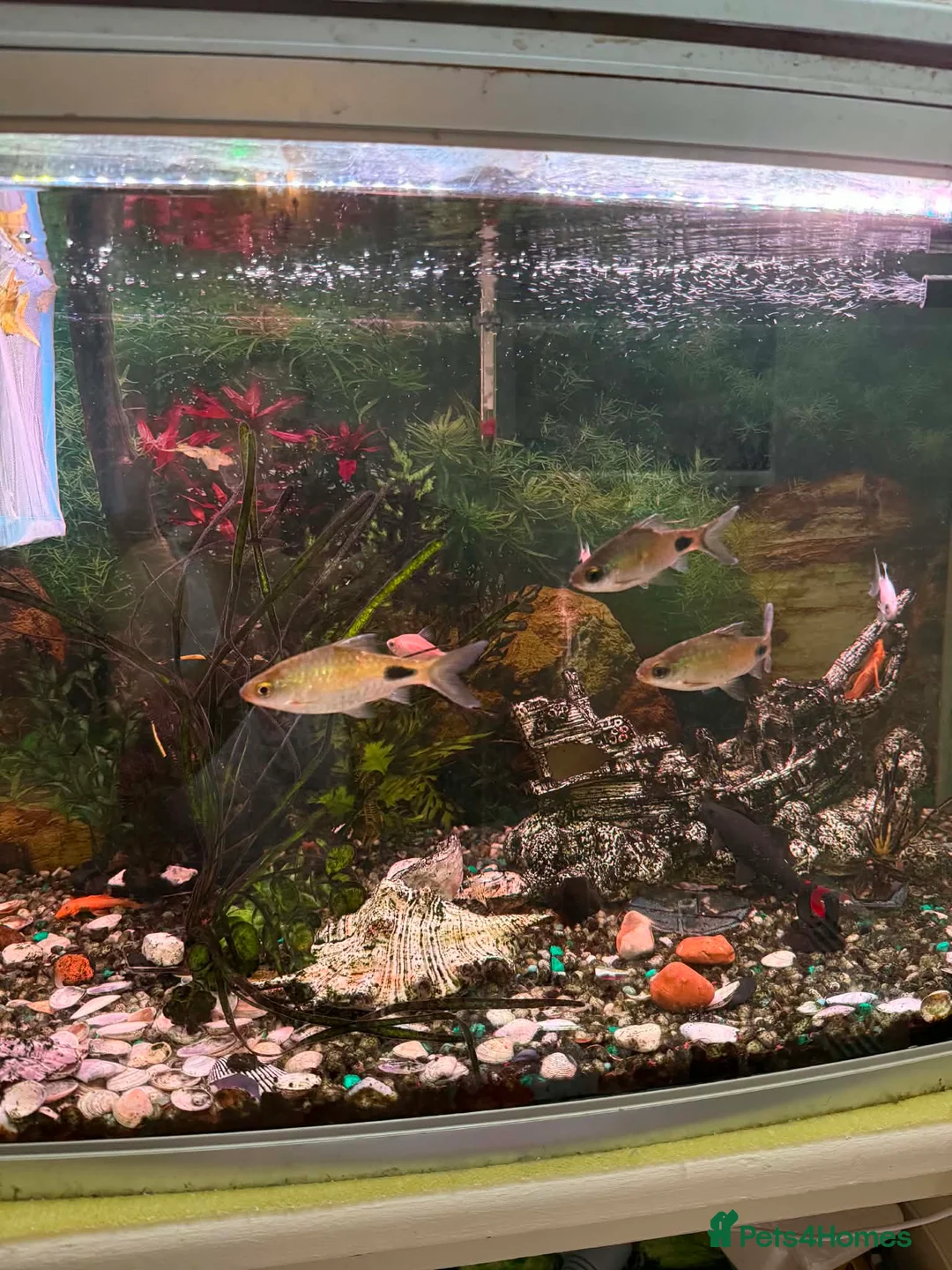Barbs fish for sale: 3 Black Spot Barbs in Gravesend - Advert 1