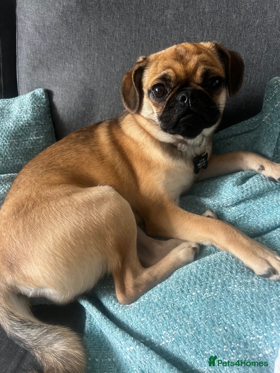 Mixed Breed dogs for sale: Jug for sale - Image 11