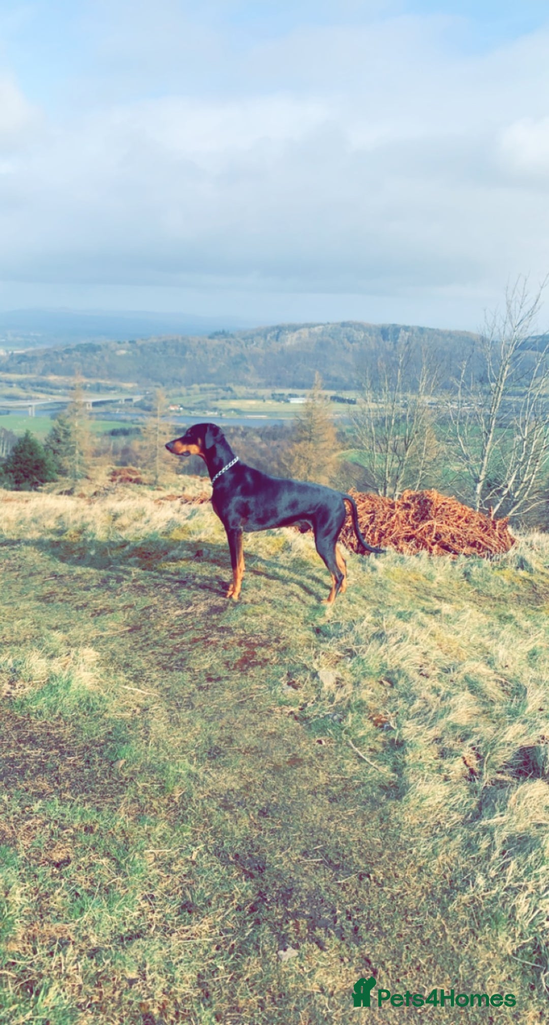 Dobermann dogs for sale: Wonderful Doberman for unfortunate adoption  - Advert 25