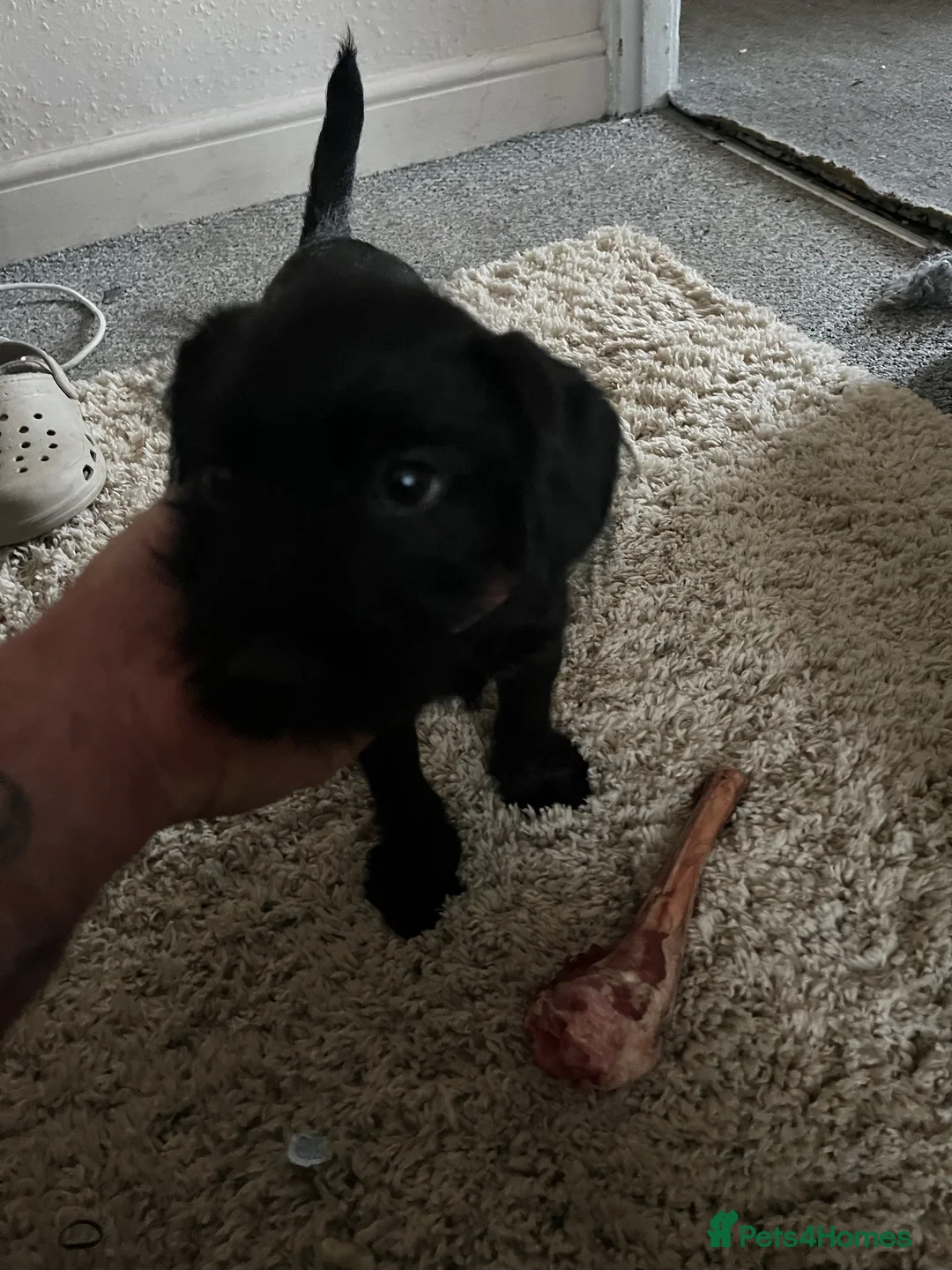 Patterdale Terrier dogs for sale: Patterdale terrier puppy boy x 1 11 weeks old  in Evesham - Advert 2