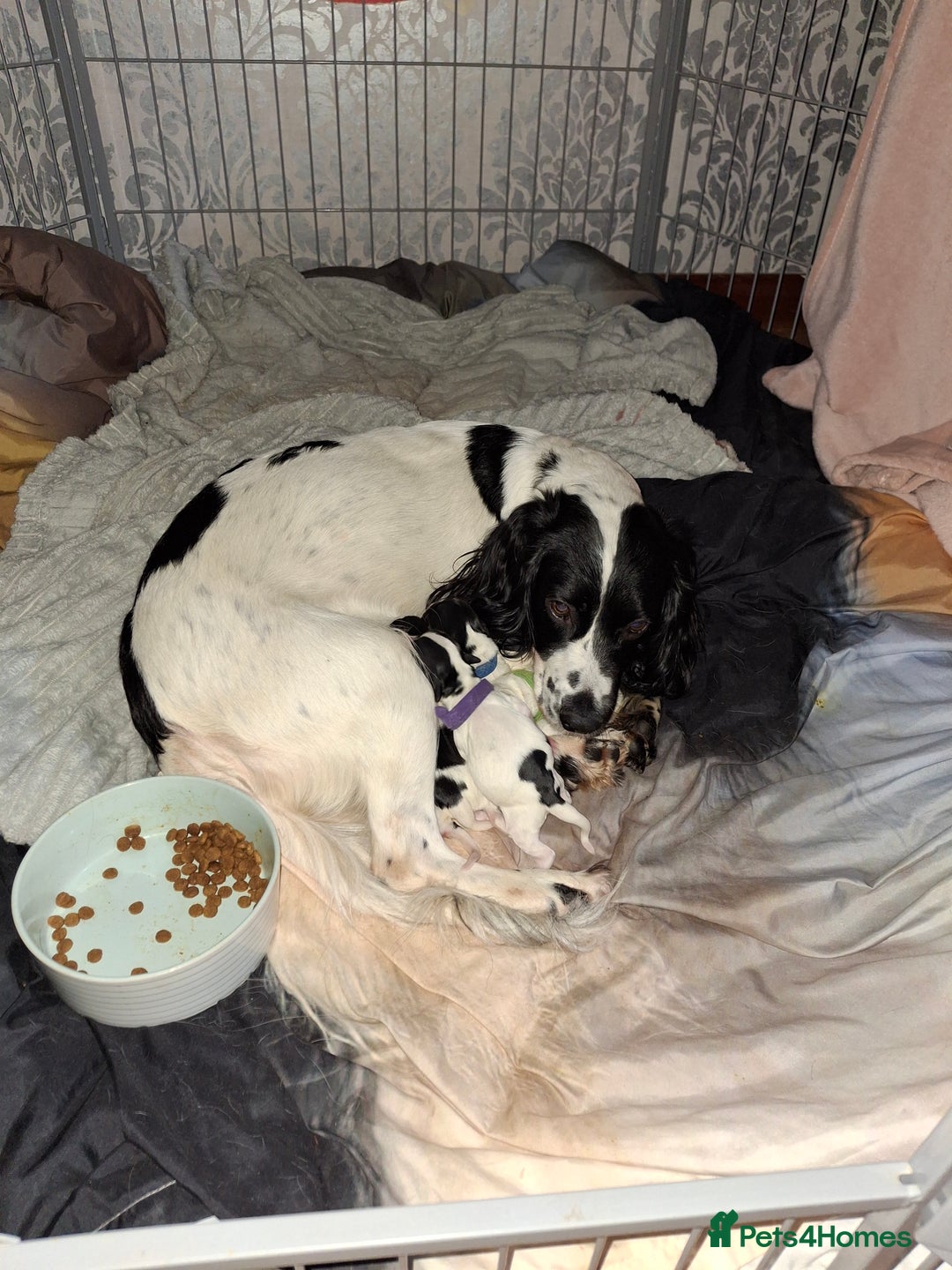 Sprocker dogs for sale: Sprocker/Springer Spaniel pups - Advert 5