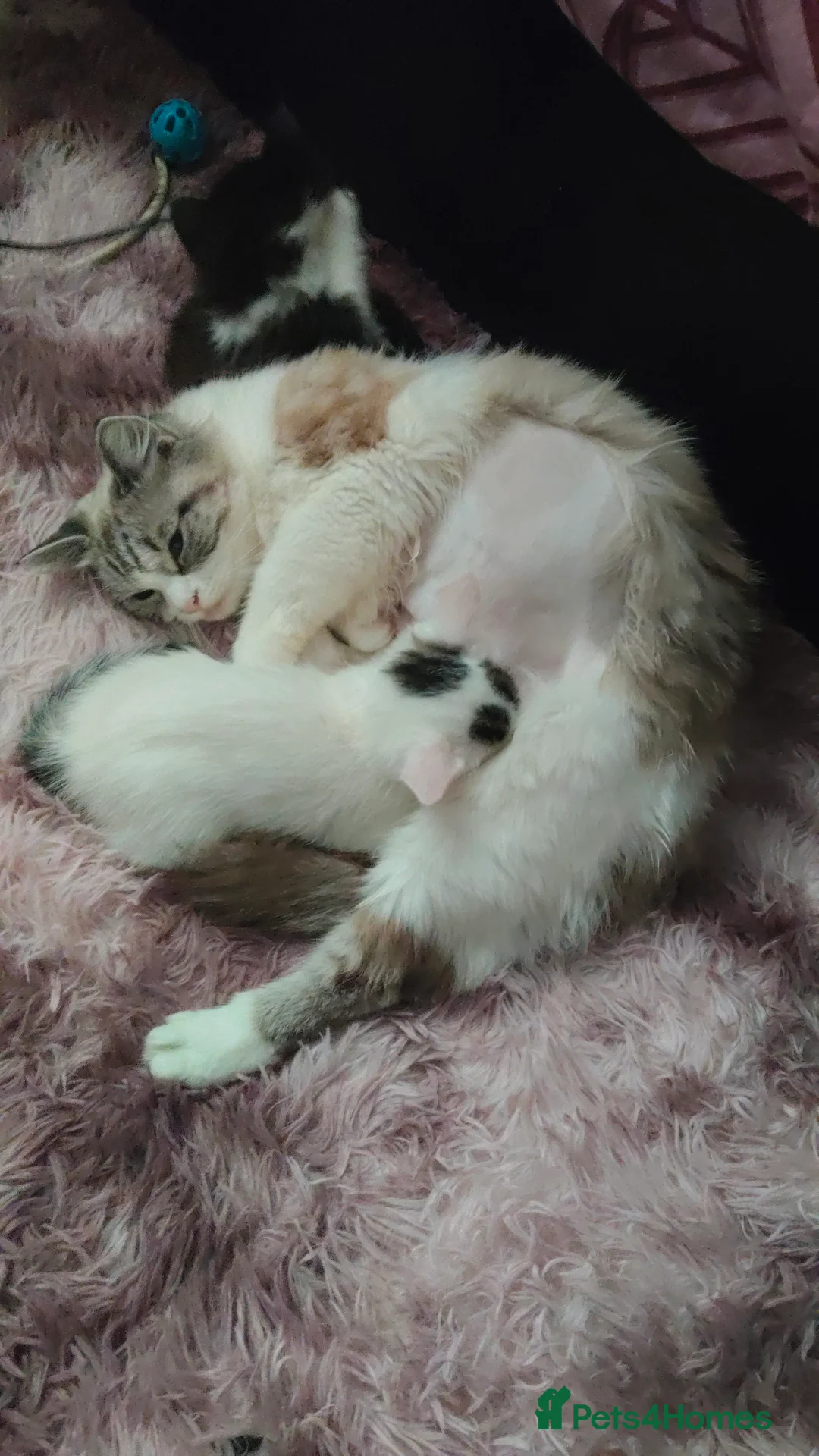 Mixed Breed cats for sale: Baby cat  in Manchester - Advert 2