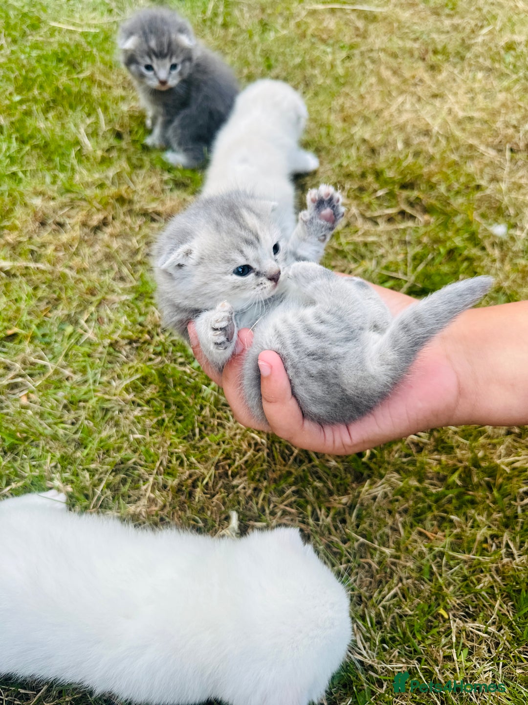 Scottish Fold cats for sale: Adorable Kittens Looking for Their Forever Homes🐾 - Image 10